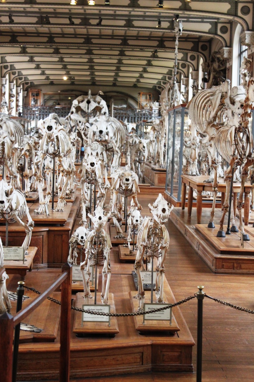 Musée de la Paléontologie, Paris